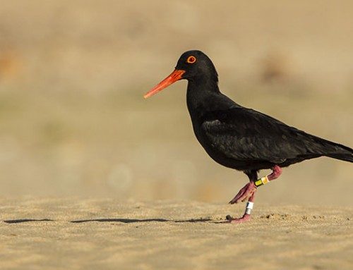 Oyster Catcher