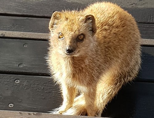 Yellow Mongoose